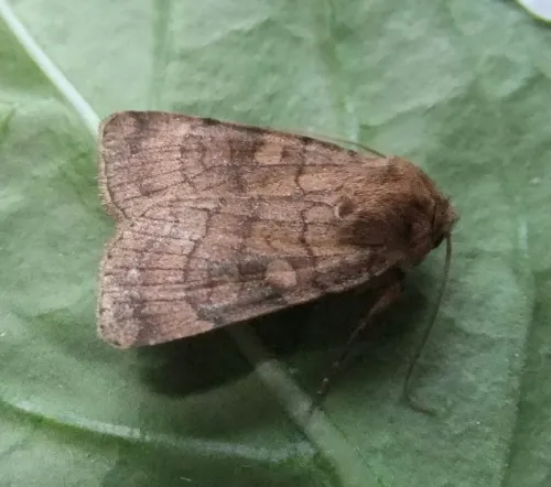 Six-striped Rustic - photo 3