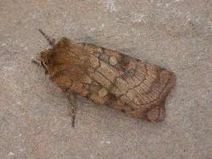 Six-striped Rustic - photo 4