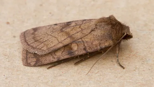 Six-striped Rustic - photo 5