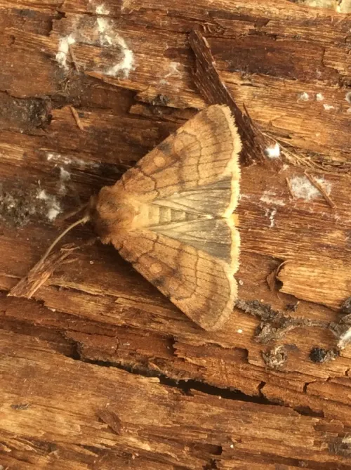Six-striped Rustic - photo 6