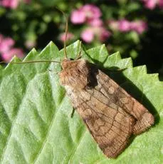 Six-striped Rustic - photo 7