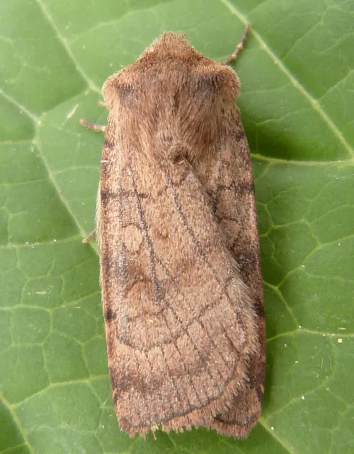 Six-striped Rustic - photo 8