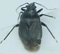 Sixeonotus albohirtus