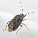 Sixeonotus areolatus