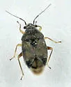 Sixeonotus areolatus - photo 2