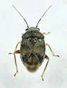 Sixeonotus areolatus - photo 3