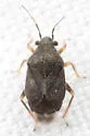 Sixeonotus areolatus - photo 4