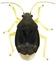 Sixeonotus dextratus
