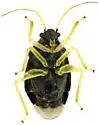 Sixeonotus dextratus - photo 2