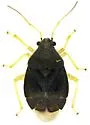 Sixeonotus dextratus - photo 3