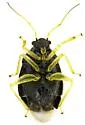 Sixeonotus dextratus - photo 4