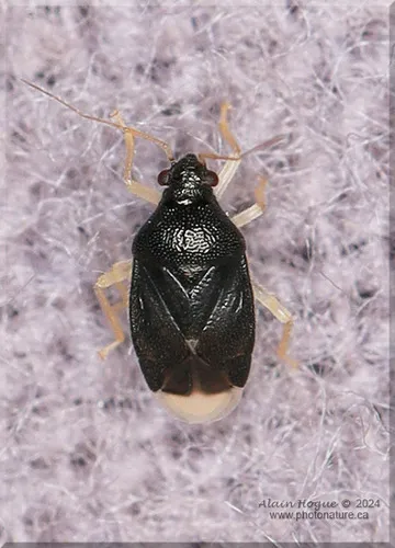 Sixeonotus insignis - Sixeonotus insignis