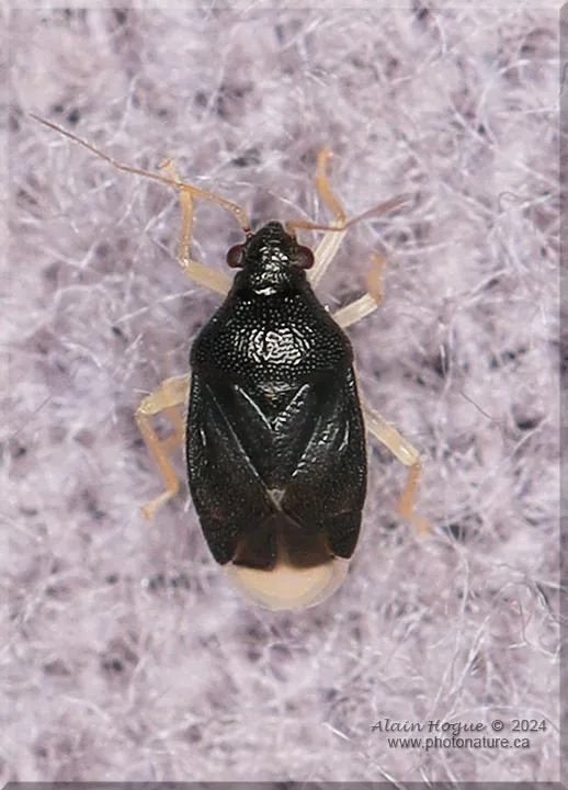 Sixeonotus insignis - photo 2