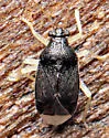 Sixeonotus recurvatus