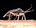 Sixeonotus recurvatus - photo 2
