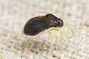 Sixeonotus recurvatus - photo 3