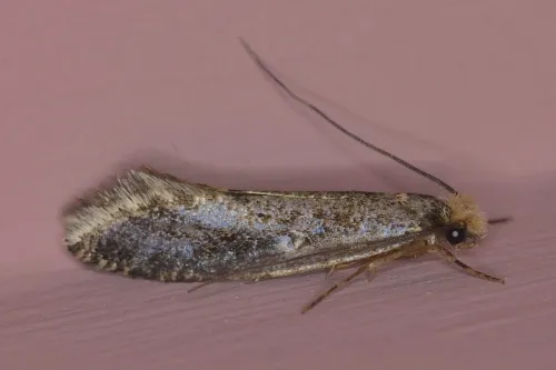 Skin Moth