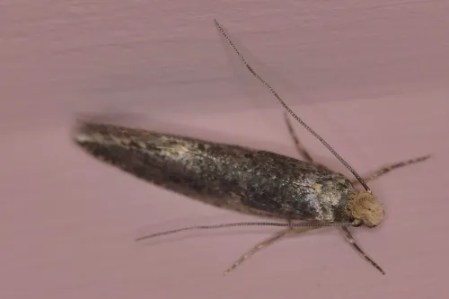 Skin Moth - photo 2