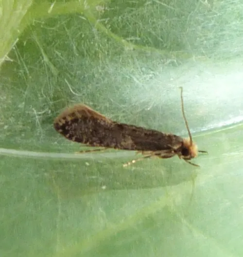 Skin Moth - photo 3