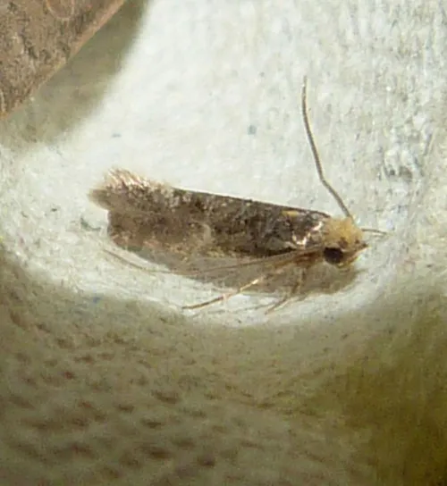 Skin Moth - photo 4