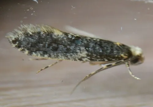 Skin Moth - photo 5
