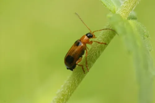 Skullcap Leaf Beetle - photo 2