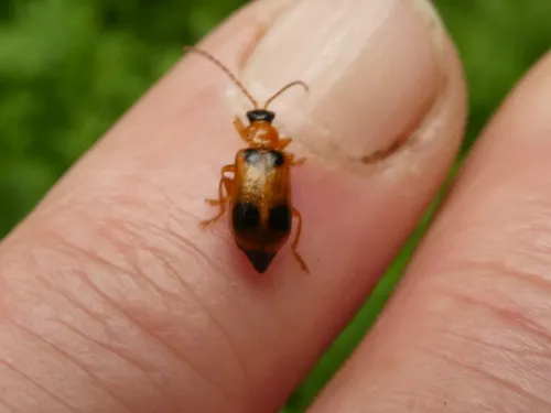 Skullcap Leaf Beetle - photo 3