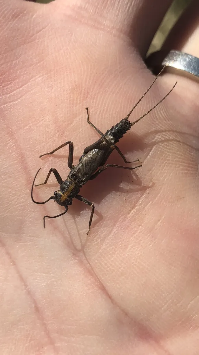 American Springfly 0
