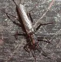 Skwala curvata