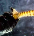 Skwala curvata - photo 5