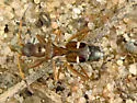 Slaterobius insignis - photo 2