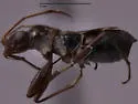 Slaterobius insignis - photo 4