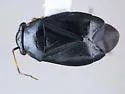 Slaterocoris ambrosiae