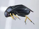 Slaterocoris ambrosiae - photo 2
