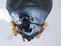 Slaterocoris ambrosiae - photo 3