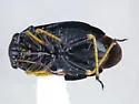 Slaterocoris ambrosiae - photo 4