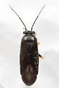Slaterocoris apache