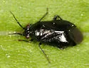 Slaterocoris atritibialis