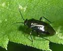 Slaterocoris atritibialis - photo 2