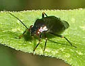 Slaterocoris atritibialis - photo 3