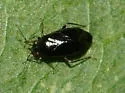 Slaterocoris atritibialis - photo 4