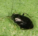 Slaterocoris atritibialis - photo 5