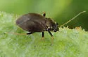 Slaterocoris breviatus