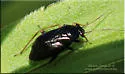 Slaterocoris breviatus - photo 2
