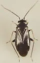 Slaterocoris breviatus - photo 3