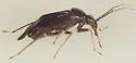Slaterocoris breviatus - photo 4