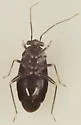 Slaterocoris breviatus - photo 5
