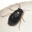 Slaterocoris croceipes