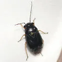 Slaterocoris croceipes - photo 2
