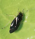 Slaterocoris pallipes
